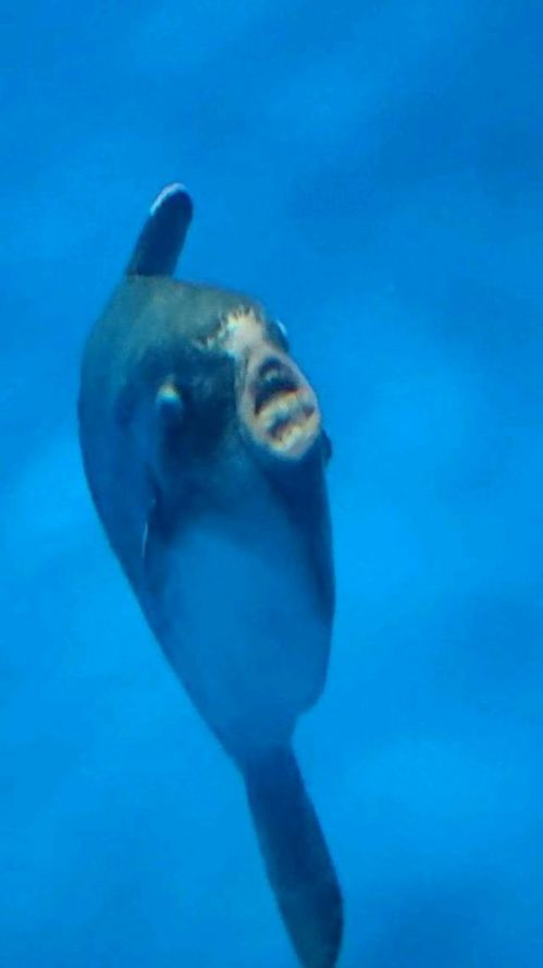 里番小马拉大车 番拉如果你有其他问题