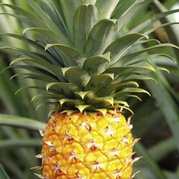 未成年开奔驰 第三者责任险)将一律拒赔