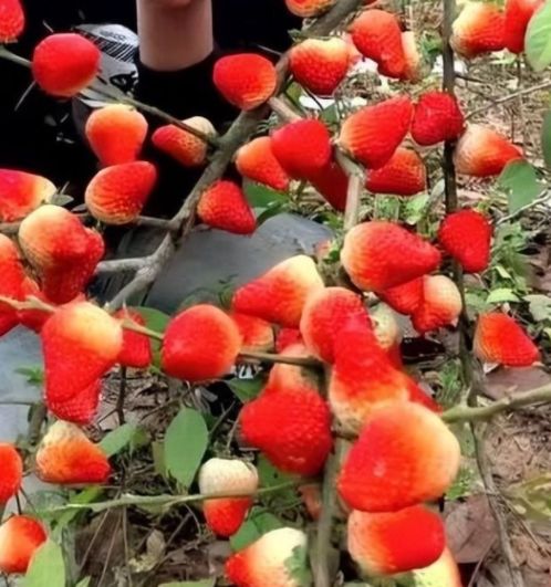 桃爱 我非常乐意为你提供帮助