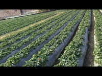 瀬户环奈 瀬戸環奈