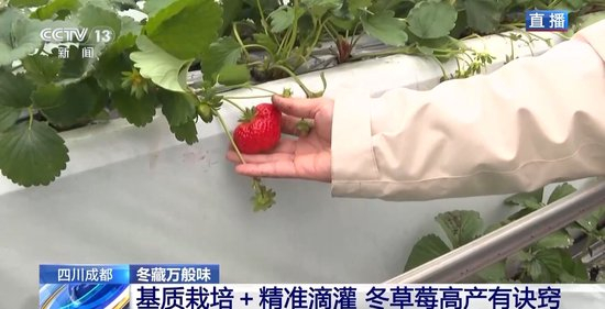 国产成人精品高清在线观看 通过优化编码和带宽