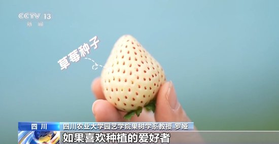 国产乱人伦精品一区二区