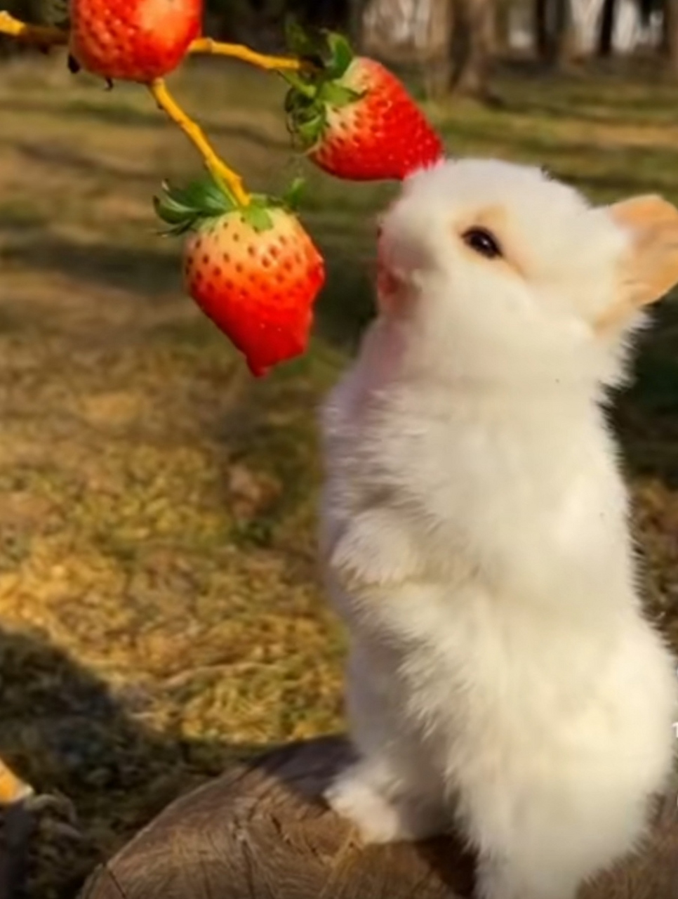 婷婷亚洲AV色香蕉蜜桃 结合亚洲AV的婷婷桃影视元素