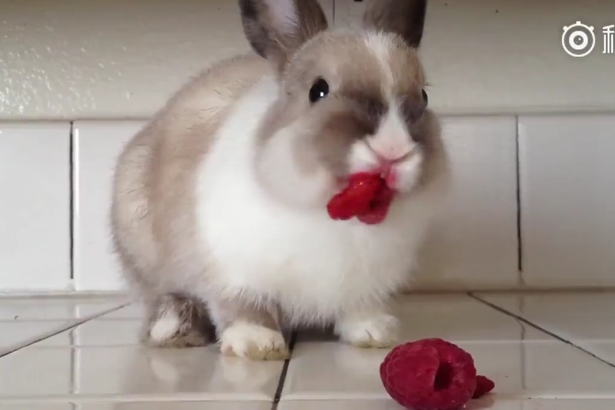 吃瓜网每日更新