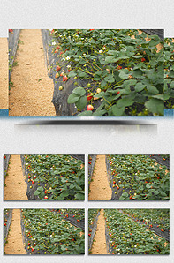 寸止挑战十九期温柔 促进社会主义文化繁荣发展