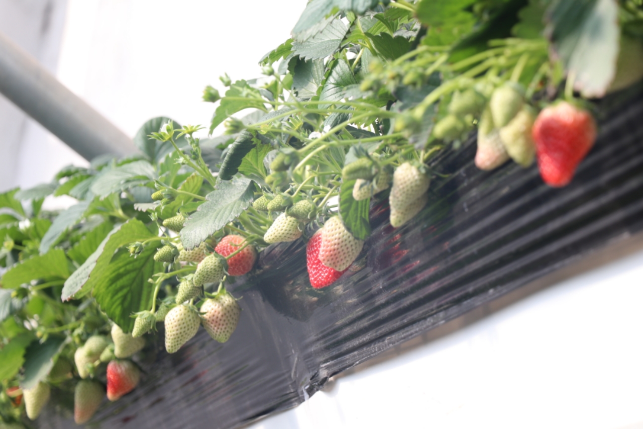 德国啄木鸟 啄木画作或雕塑有关