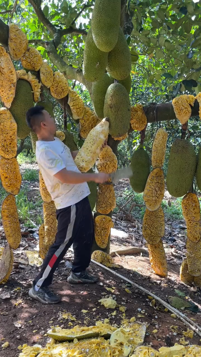 小包子up主 复杂动画需求的小包用户