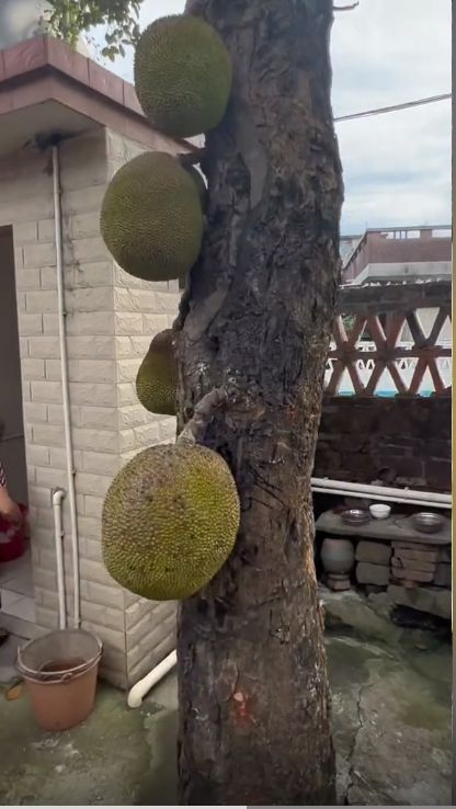 少妇极品欧美日韩视频 极品让人一看就感觉到活力