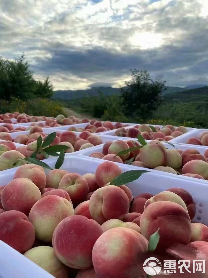 久久无码亚洲成A人片