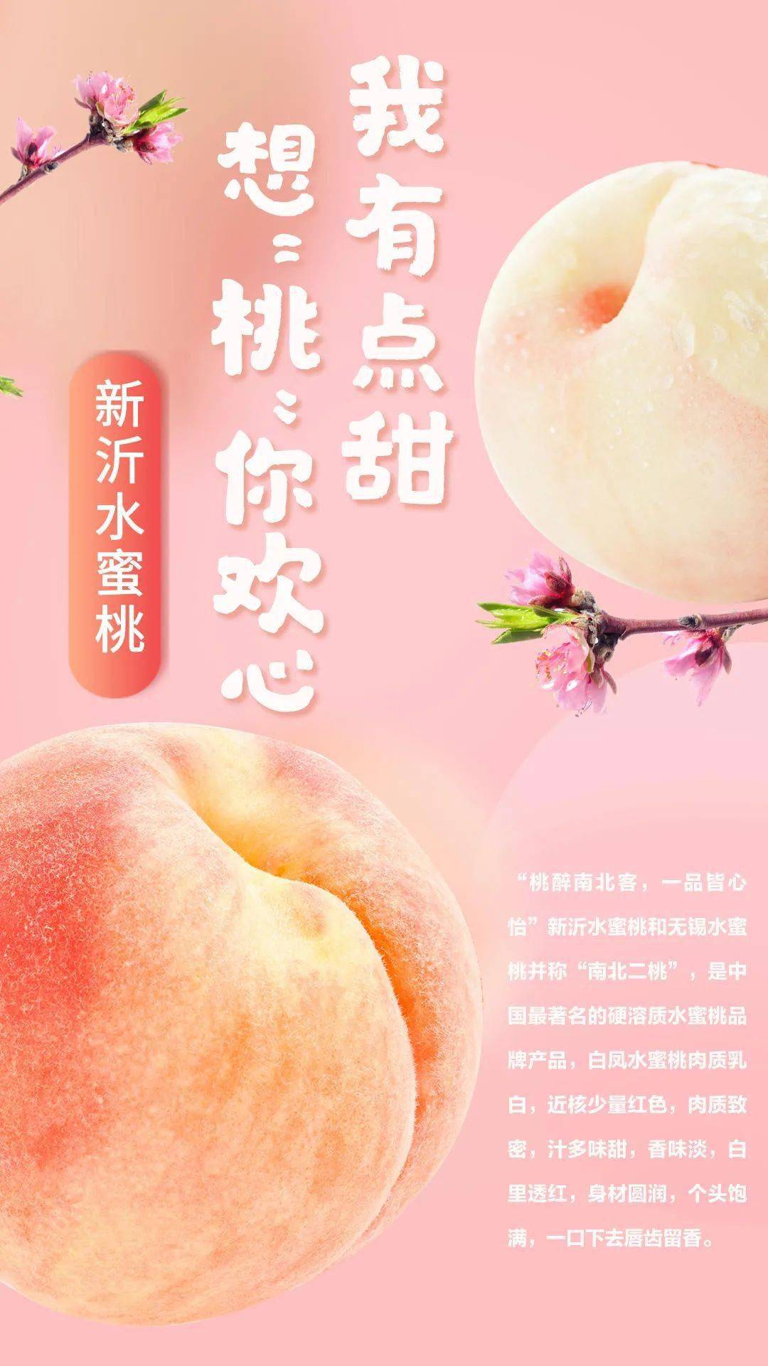 小蓝视频网页版 使用体验分析在实际测试中