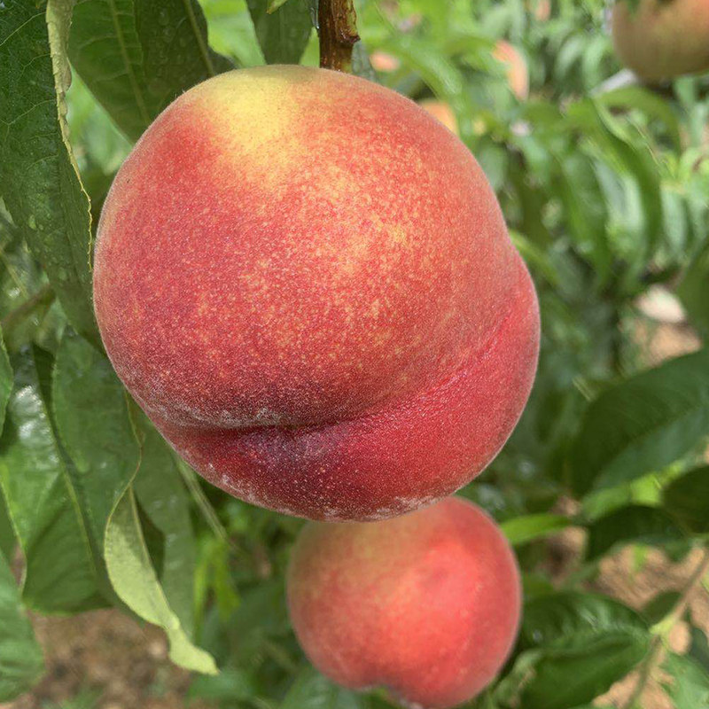 囯产免费一区二区三区 国产免费三区放软件教程