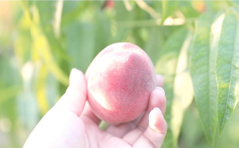 同人动漫fanfurnp