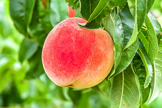 同人卡通动漫 恶搞式的同人再创作