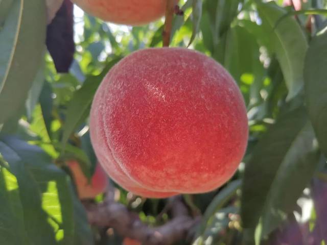 尤物视频188.永不失联