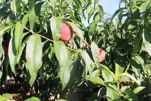 66吃瓜 吃瓜原创产出方面加强建设