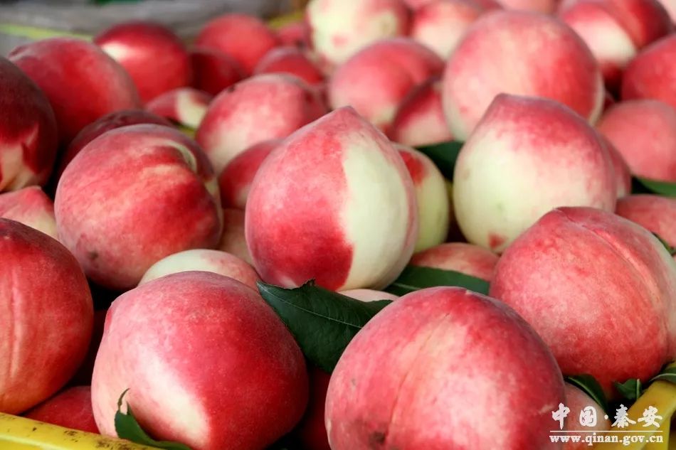 樱桃高清视频灯塔导航