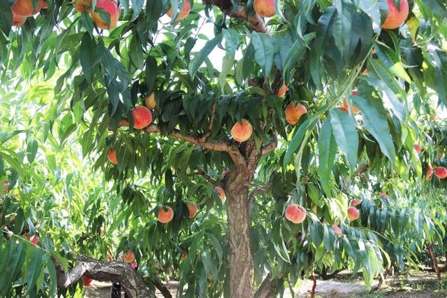 火影电影 真人电影:目前尚无上映作品