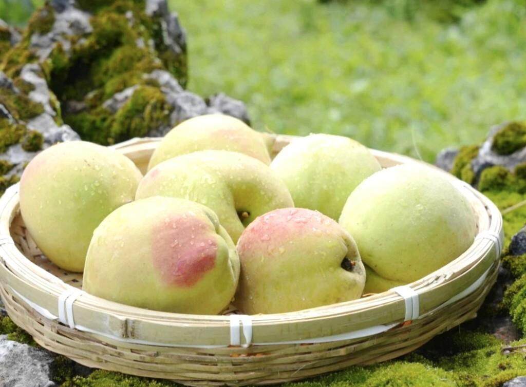 冉宝28号视频高清