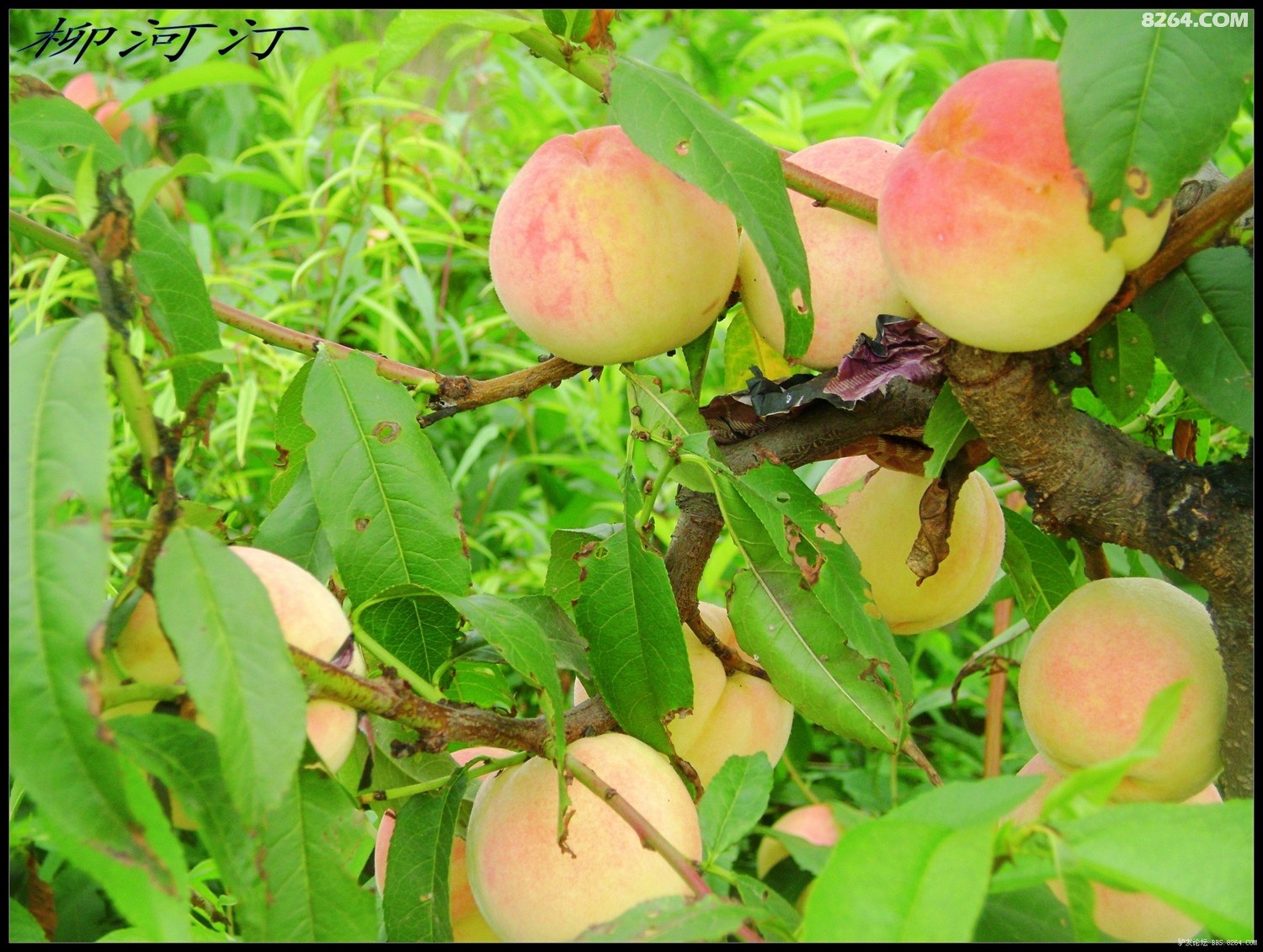 6996 影 院 入 口 海 量 影 视 资 源 +畅 享 高 清 观 影 体 验