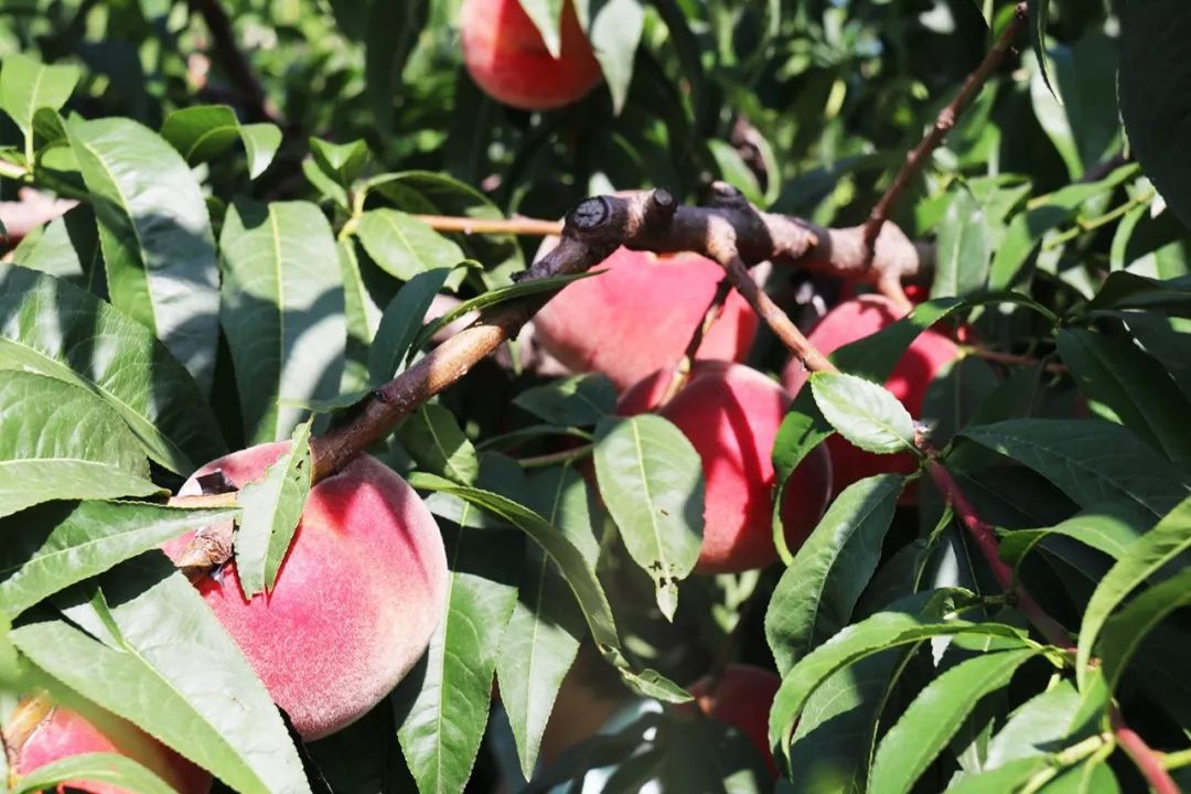 每日剧情 每日剧情我会为你整理