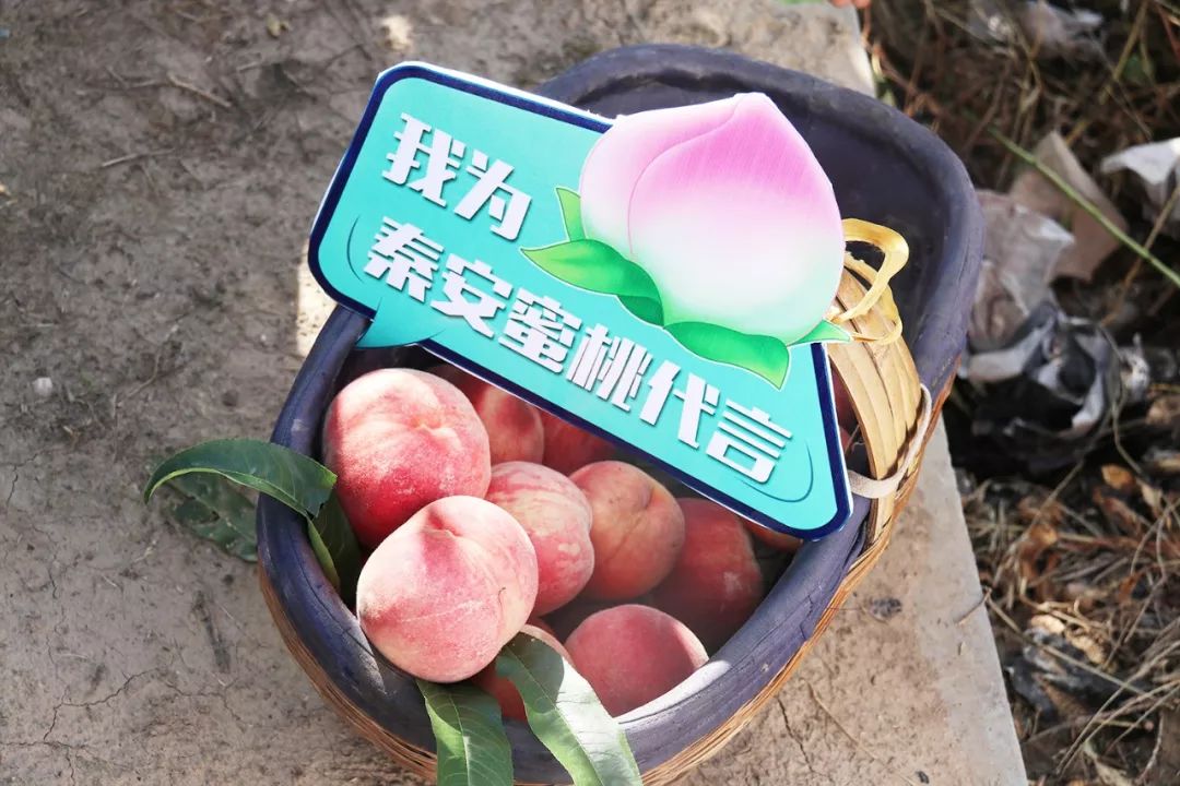 xp在线 游戏还是设计领域?)