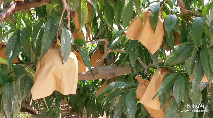 51大赛在线免费看