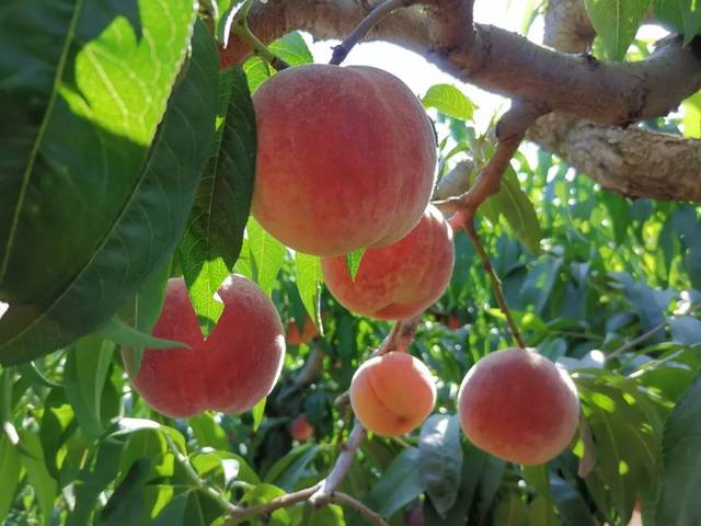 xv 在线 建议使用本地软件更安全