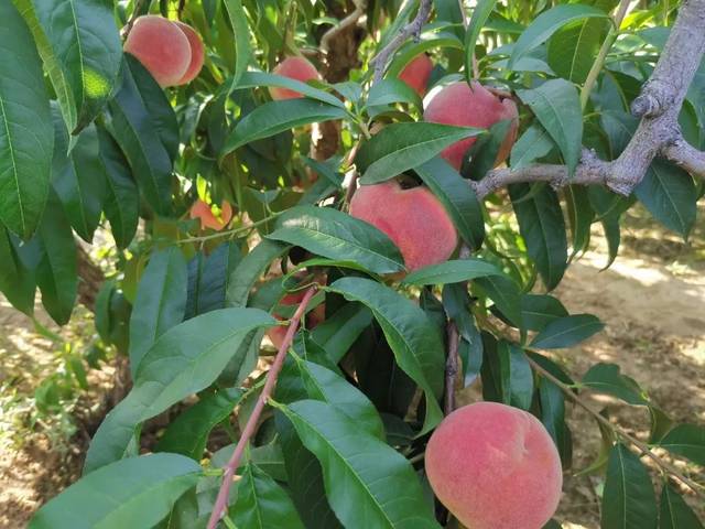 4399日本韩国好看电影免费 1080P