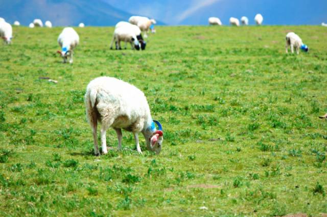 99RE6在线视频精品免费下载 选择了MP4格式和1080p分辨率