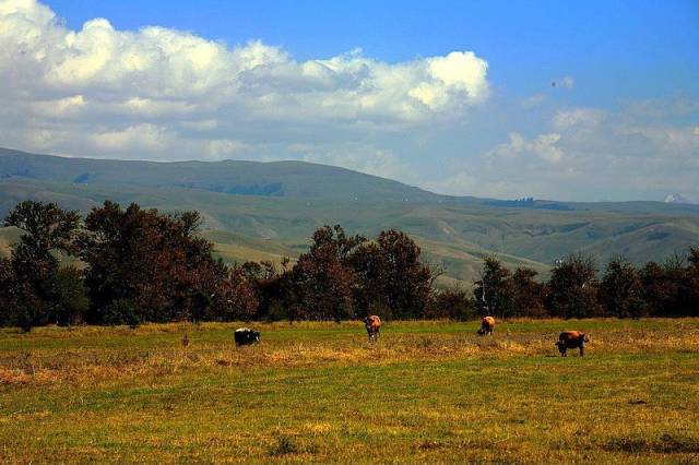 花臂凉太在线观看