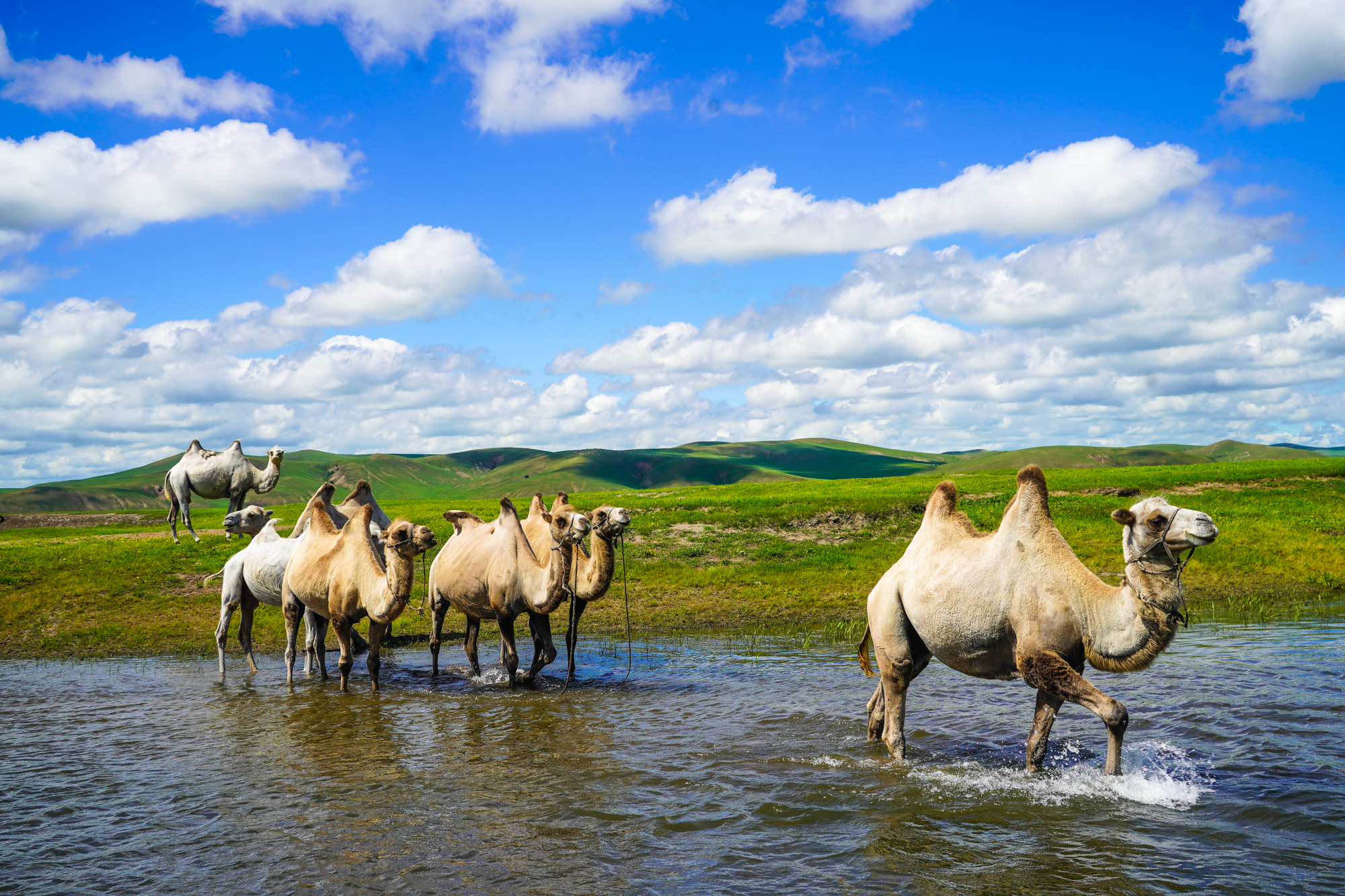 一匹马拉着一辆小车