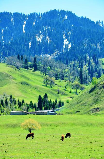 视频推特 视频推特MOV 等常见格式