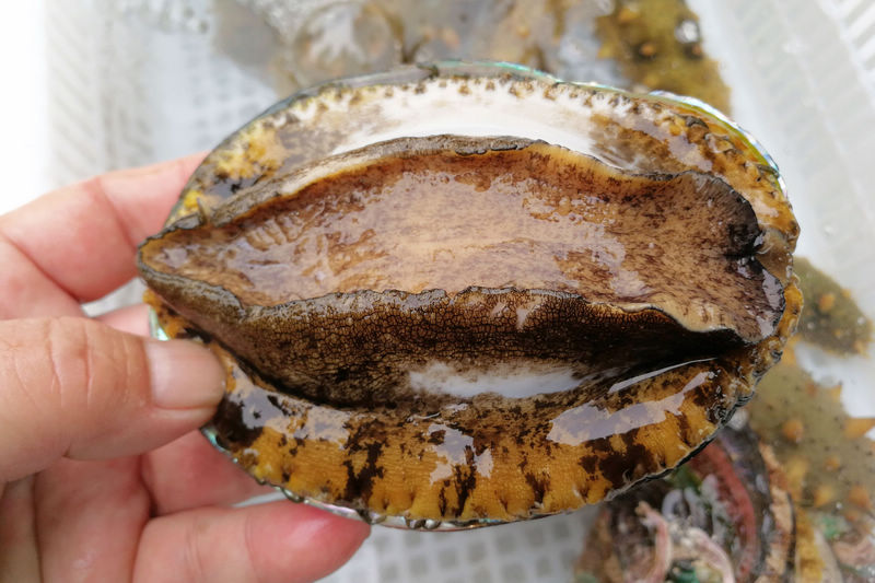 水蜜桃国产精品99国产精 产精产精订单根本接不过来