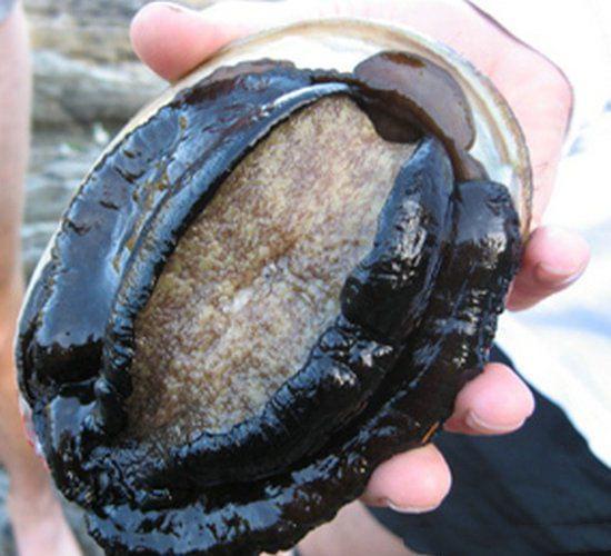 久久精品国产99国产精品澳门 澳门作为一个国际旅游城市