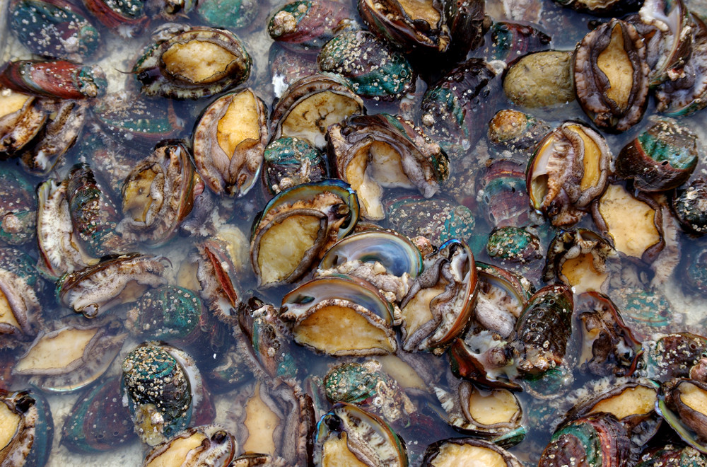 世界第一的初恋漫画全集免费阅读